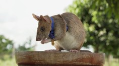 Potkan, ktorý pri vyhľadávaní mín v Kambodži zachránil tisíce životov, uhynul