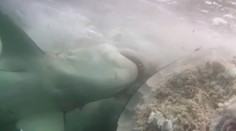 VIDEO: Veľký žralok napadol a zabil obrovskú veľrybu. Na kameru to zachytili prvýkrát