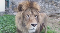 Bojnická zoo sa musí rozlúčiť so vzácnym levom. V Holandsku ho čakajú dve samičky