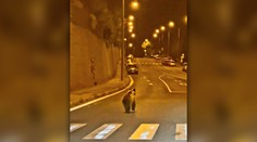 FOTO: Neuveriteľné. Medveď sa objavil v centre krajského mesta