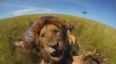 Akčná fotografia: Len pár centimetrov od obávanej šelmy