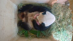 Panda zaskočila viedenskú zoo. Pozrite, čo priviedla na svet