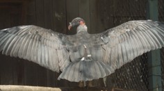 Bojnická zoo chce nalákať návštevníkov novinkami, jedna z nich teší ošetrovateľov viac