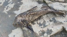 Čech vylovil z Vltavy čudesné monštrum. Ryba mu následne uhynula v rukách