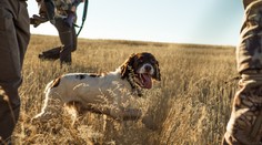 Na Slovensku zaznamenali zriedkavé ochorenie psov, pri ktorom sa za pár hodín uškriabu k smrti