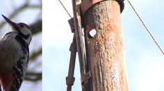 Malý ďateľ narobil veľkú paseku. Ľudia v Španej doline majú strach