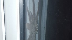 Od hrôzy padli na zadok. Za dverami našli obrieho pavúka