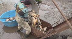 Máme sa báť toxínov v sladkovodných rybách? Jasná odpoveď odborníka