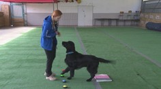 Pes, ktorý komunikuje slovami? Znie to ako sci-fi, no Slovenka Martina takého má