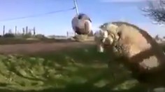 VIDEO: Zvieratá to s loptou vedia. Tejto ovci ide parádne hlavičkovanie