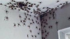 VIDEO: Žena pri vstupe do izby skoro omdlela. Po stene sa šplhali desiatky hrozivých pavúkov