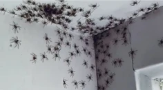 VIDEO: Žena pri vstupe do izby skoro omdlela. Po stene sa šplhali desiatky hrozivých pavúkov