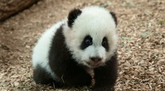 Veľký súboj zoologických záhrad: Ktoré mláďa je najrozkošnejšie?