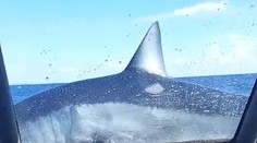 VIDEO: Desivý zážitok novozélandských rybárov. Do lode im skočil obrovský žralok mako