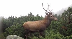 Turisti v Tatrách zmeraveli: Mohutné zviera sa im postavilo zoči-voči