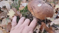 Hubári dokážu v lesoch stále plniť košíky hubami. Našli sme aj prekrásne dubáky