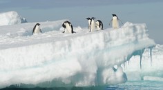 Vírus vtáčej chrípky sa rozšíril až do Anatarktídy. Môže zdecimovať populácie tučniakov