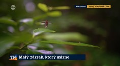 Malý zázrak, ktorý mizne