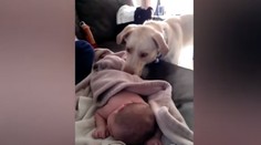 Najstarostlivejší labrador na svete! Pozrite, čo urobil bábätku