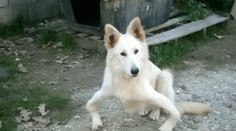 Krivonohý pes Sandy nikdy nebehal. Po druhej operácii sa toho konečne dočká