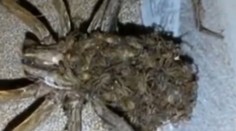 Desivý moment. Muž objavil v byte obrovského pavúka s hemžiacimi sa mláďatami na chrbte