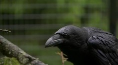 Útočí zákerným spôsobom a trúfne si aj na dospelú ovcu