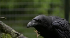 Útočí zákerným spôsobom a trúfne si aj na dospelú ovcu