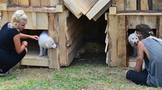 Otázka dňa: Koľko farmárov sa zmestí do psej búdy?