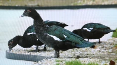 V košickej ZOO potvdili ďalšie nálezisko vtáčej chrípky