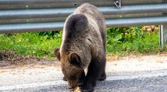 VIDEO: Medveď ochrnul po zrážke s autom. Ďalší dvaja boli na mieste mŕtvi