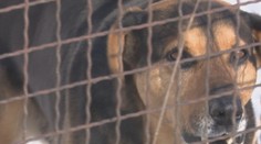 Štekajúci pes už viac ako rok terorizuje rodinu: Je to doslova na zbláznenie!