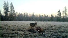 Vlci sa z lesa pri honbe dostali až do intravilánu, pred očami ľudí tam získali korisť