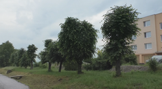 Dostali povolenie a opílili stromy pred bytovkou. Teraz im hrozí až trojročné väzenie