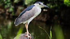 Rúbu vo vzácnom lese. Býva v ňom jeden z najvzácnejších vtákov na Slovensku