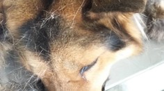 Žena nechala psa takmer rok priviazaného na reťazi, tá mu prirástla ku koži