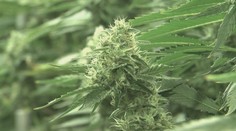 Nemci chystajú bujarú oslavu legalizácie marihuany. Nový zákon rozdelil ľudí na dva tábory