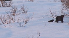 Na medveďa možno naraziť aj v zime. Odborník radí, ako znížiť riziko stretu