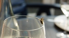 Osy terorizujú Slovákov. Počet pacientov s vážnymi komplikáciami pribúda, odborníci radia, ako sa brániť