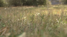 Zeleň sa počas horúčav kosila zle. Odborníčka prezradila pravidlá, ako si nezničiť trávnik