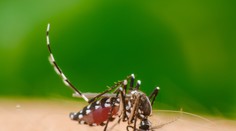 Západonílsku horúčku prenášajú bežné komáre. Prípad sa u nás objavil aj napriek tomu, že ich je menej