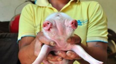 V Číne sa narodilo rozkošné prasa s dvomi hlavami a tromi očami