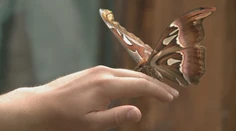 V Košiciach sú svetové skvosty. Aj najväčší motýľ planéty