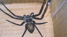 Predavačka v Česku našla v krabici s riadom obrovského exotického pavúka. Hneď sa dal na útek