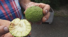 Netradičné ovocie, ktoré upúta každého. Radšej ho však nechutnajte