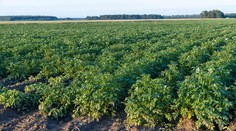 Sú neodmysliteľnou súčasťou kuchyne. Zdravotné benefity obľúbenej plodiny sú podceňované