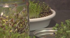 Ako sa dá vypestovať vitamínová bomba iba s pomocou vody?