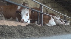 Chovatelia nevedia, či sa ich ovce a dobytok budú môcť pásť. V hre je zdravie zvierat aj peniaze z dotácií