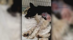 Vysilený a zranený pes skončil na klinike. Vypátrali sme muža, ktorý vzal zviera na vysokohorskú turistiku