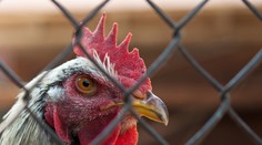 Dôchodkyňu zabil jej vlastný kohút, keď chcela pozbierať vajcia