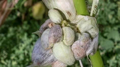 Hubári aj napriek extrémnemu suchu jasajú. Vo veľkom totiž zbierajú cenný gastronomický poklad